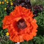 poppies