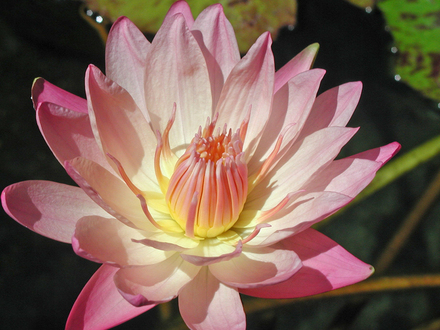 Waterlily 2