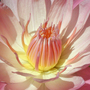 Waterlily-7b
