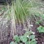 Stipa tenuissima (Stipa tenuissima (Feather grass))
