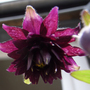 A garden flower photo (Aquilegia caerulea (Colorado Blue Columbine)"Black Barlow")