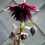 A garden flower photo (Aquilegia caerulea (Colorado Blue Columbine)"Black Barlow")