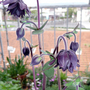 A garden flower photo (Aquilegia caerulea (Colorado Blue Columbine)"Black Barlow")