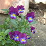 Sunday_10