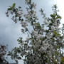 Cherry Tree (Morello cherry)