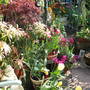 My Patio in Spring (Acer, Pierris, tulip "Queen of the Night",tulip "Passionale" and tulip "Anna Jose")