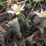 Bloodroot_leaves_wrapped_3-27-07_exc