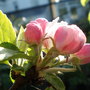 Apple Blossom