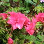 Beryl's Azalea