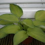 Hosta