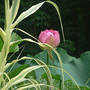 Lotus Rosa Plina with Giant Reed Grass (Nelumbo lutea (American Lotus))