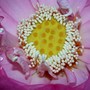 Lotus_blooming_1st_center_7-13-04_close