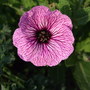 Geranium_cineraum__lawrence_flatman_