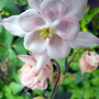 Aquilegia