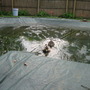 Visiting Ducks