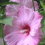 Hibiscus_blooms_close_exc_7-27-02_sm