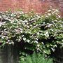 Actinidia kolomikta - 2009 (Actinidia kolomikta)