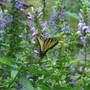 Great Blue Lobelia with Tiger Swallowtail (Lobelia siphilitica)