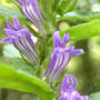 Great Blue Lobelia with stripes (Lobelia siphilitica)