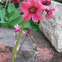 Primula japonica 'Millers Crimson' (Primula japonica)