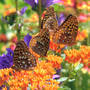 Frit_4_butterfly_weed_group_6-07-07_exc_sm