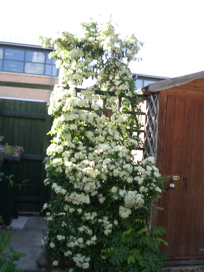 Pyracantha
