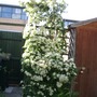 Pyracantha