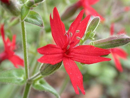 Fire Pink (Silene virginica)