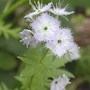 Miami Mist Close (Phacelia purshii)