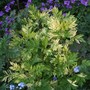 Artemisia vulgaris (Wormwood)