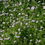 Miami Mist Colony (Phacelia purshii)