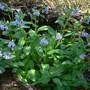 Mertensia virginica