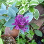 Allium__purple_sensation_14_05_09