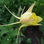 Aquilegia_chrysantha__wiloporm_