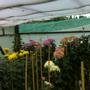 Chrysanths in flowering frame 