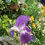 Bearded Iris