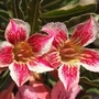 Adenium "Light of Hope" ~ not my picture (Adenium obesum (Desert Rose))