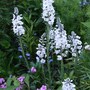 Veronica 'Tissington White' (Veronica 'Tissington White')