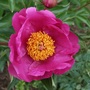 Peony_15-05-09_1