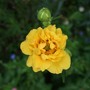 Geum__lady_stratheden_