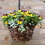 Hanging basket