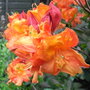 Azalea 'Glowing Embers' - 2009 (Azalea 'Glowing Embers')