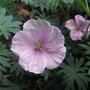 Geranium sanguineum var striatum - 2009 (Geranium sanguineum)