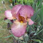 Bearded iris - 2 (Iris (bearded))
