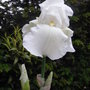 Bearded iris - 3 (Iris (bearded))