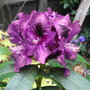 Rhododendron 'Purple Splendour' - 2009 (Rhododendron 'Purple Splendour')