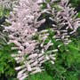 Tamarix tetrandra - 2009 (Tamarix tetrandra)