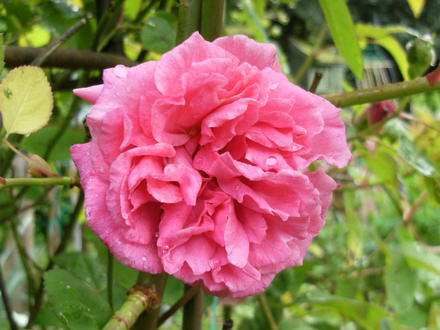 Rose ,  don,t know the name ... 