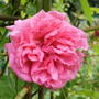 Rose ,  don,t know the name ... 