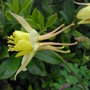Aquilegia_chrysantha__yellow_queen_